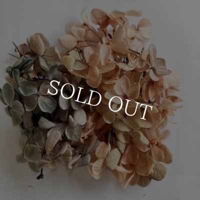 画像13: 紫陽花　プリザーブドフラワー【現品限り】