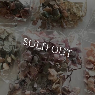 画像10: 紫陽花　プリザーブドフラワー【現品限り】