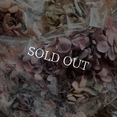 画像7: 紫陽花　プリザーブドフラワー【現品限り】