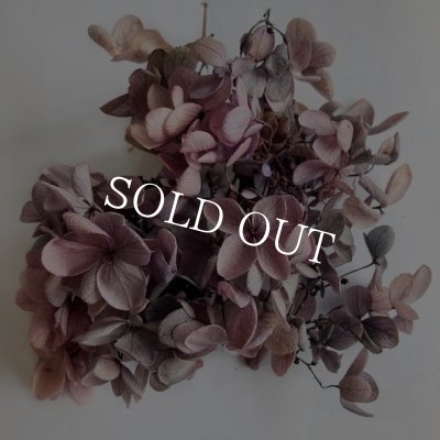 画像12: 紫陽花　プリザーブドフラワー【現品限り】