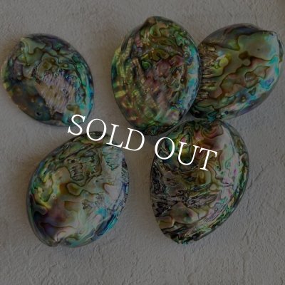 画像5: ナチュラルシェル　ディスプレイorアクセサリー