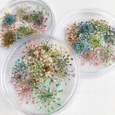 画像26: レースフラワー