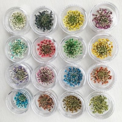 画像27: レースフラワー