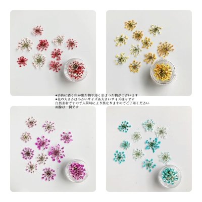 画像29: レースフラワー