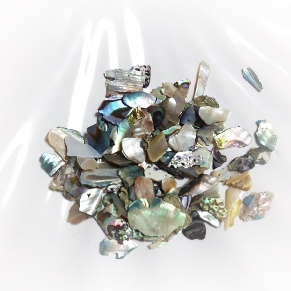 画像4: ナチュラル シェル 【現品限り】 (4)