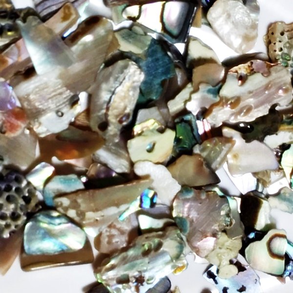 画像7: ナチュラル シェル 【現品限り】 (7)