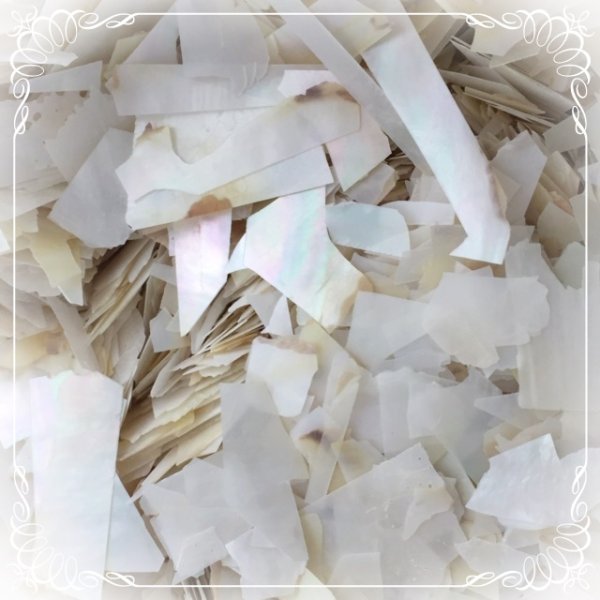 画像3: オーロラ ホワイトシェル【現品限り】 (3)