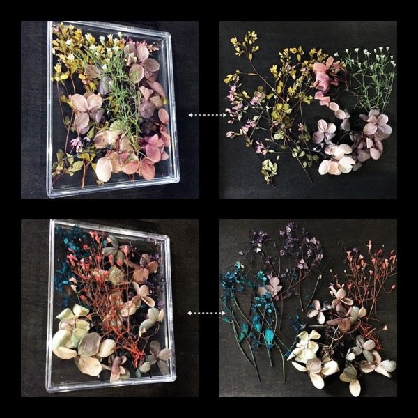 画像7: ドライフラワー&押し花(スクエアケース) (7)