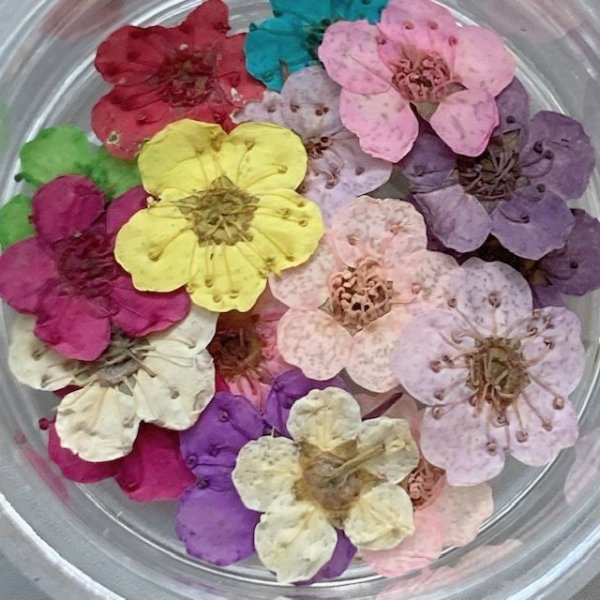 画像5: 押し花ミックス　18枚入 (5)