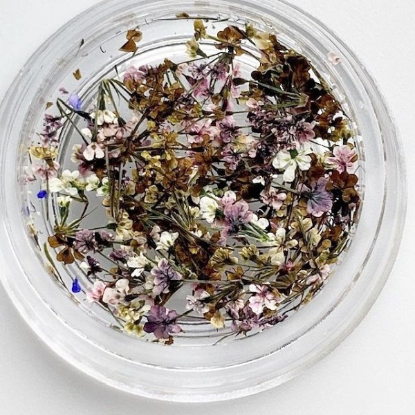 画像12: レースフラワー シーズンカラー (12)