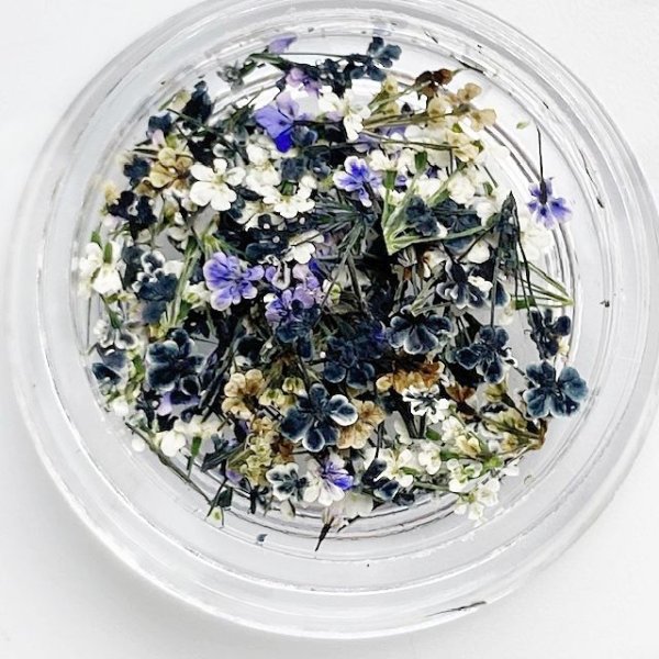 画像13: レースフラワー シーズンカラー (13)