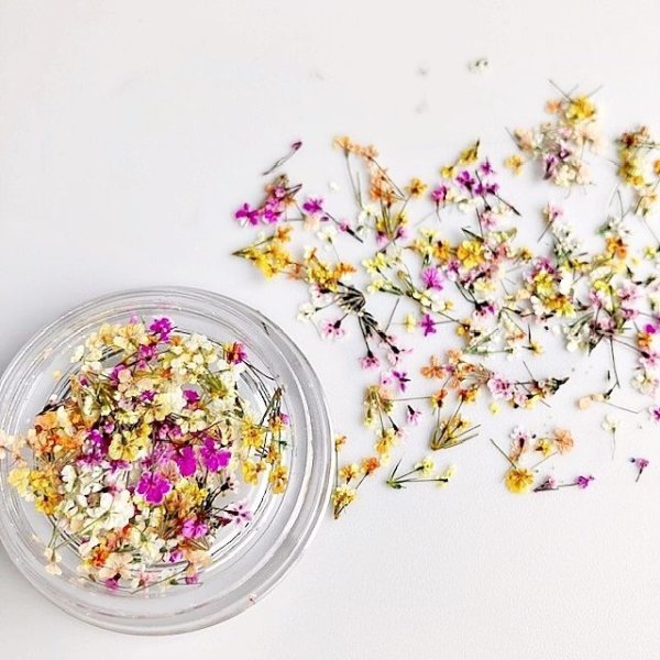 画像6: レースフラワー シーズンカラー (6)