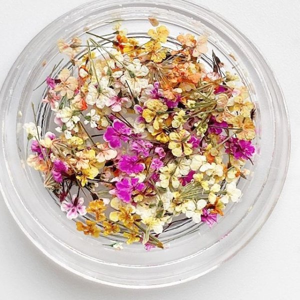 画像10: レースフラワー シーズンカラー (10)