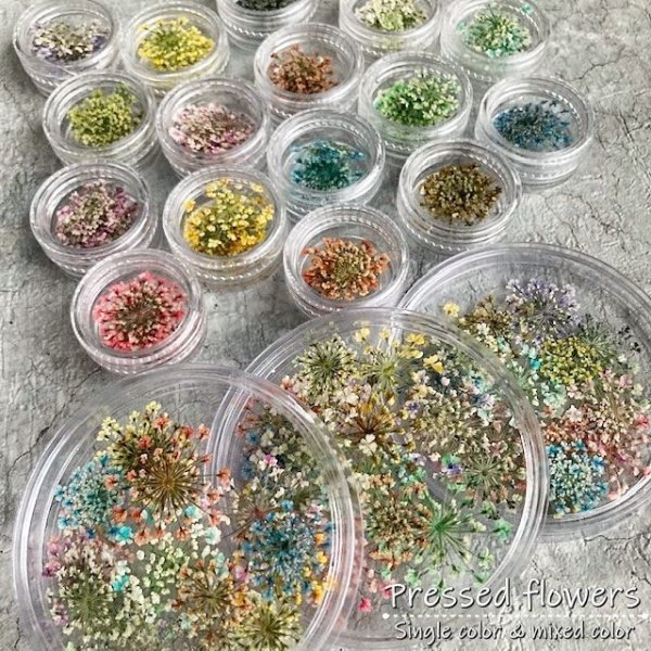 画像7: レースフラワー (7)