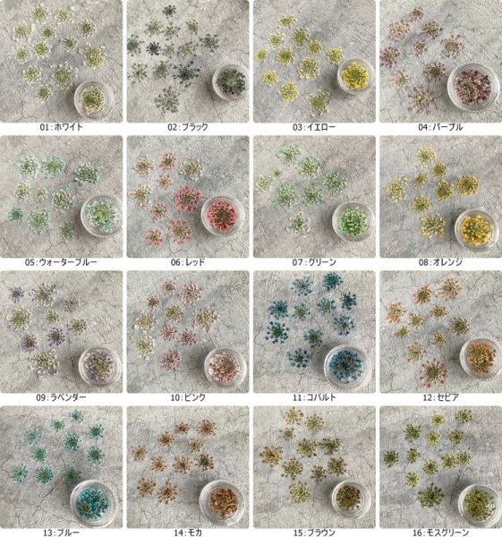 画像13: レースフラワー (13)