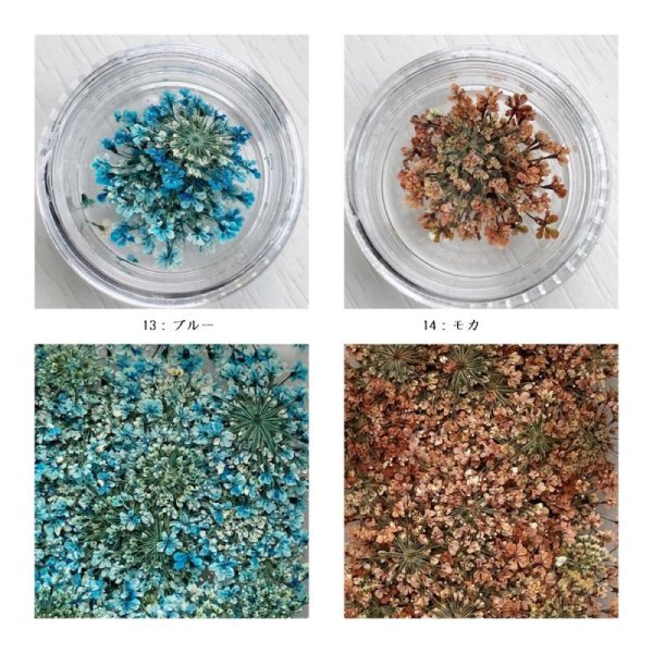 画像20: レースフラワー (20)