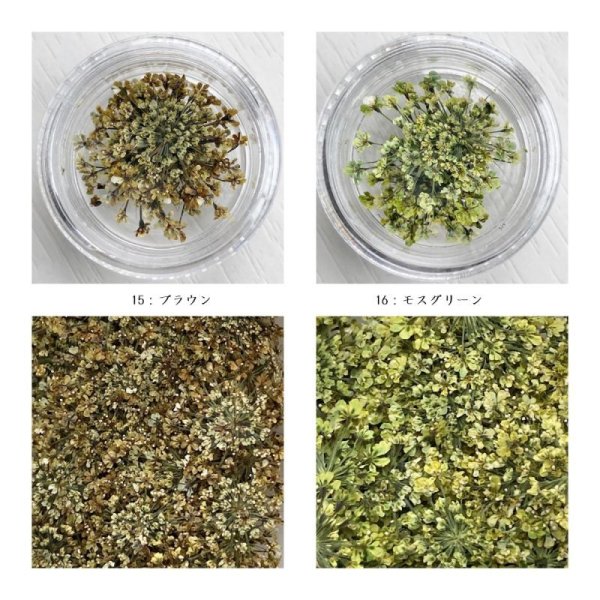 画像21: レースフラワー (21)